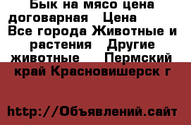 Бык на мясо цена договарная › Цена ­ 300 - Все города Животные и растения » Другие животные   . Пермский край,Красновишерск г.